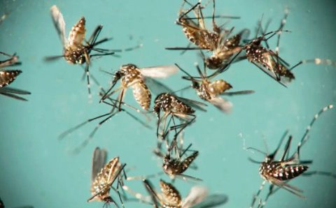 ALERTA DA SAÚDE PÚBLICA:   Febre amarela e dengue causam quadros de hepatite; entenda