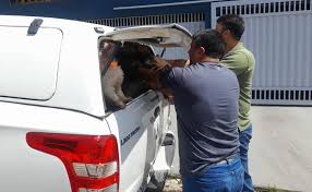 Polícia Civil esclarece suposto furto de cães que foram resgatados por uma ONG