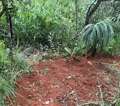 Polícia Civil identifica envolvidos em homicídio de jovem desaparecida e localiza corpo em Sorriso