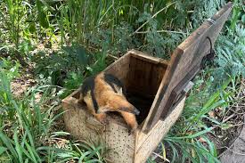 Corpo de Bombeiros realiza resgate de tamanduá-mirim no quintal de uma residência