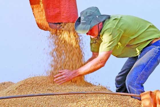 EM 2025  IBGE reduz estimativa, mas ainda prevê safra recorde de grãos