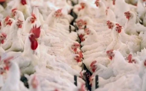 MT:  Produção de carne de frango bate recorde histórico em 2024 e Mato Grosso cresce acima da média nacional