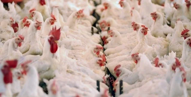 MT:  Produção de carne de frango bate recorde histórico em 2024 e Mato Grosso cresce acima da média nacional