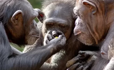 CIÊNCIA:   Origem da celebração? Macacos consomem álcool em grupo