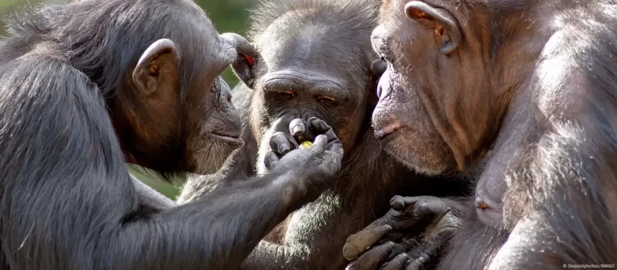 CIÊNCIA:   Origem da celebração? Macacos consomem álcool em grupo