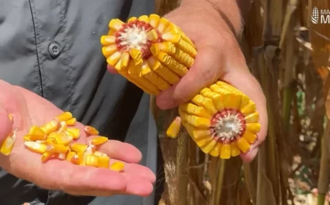 MT:  ATENÇÃO NO CAMPO:   Plantio fora da janela e ataque de lagartas preocupam no milho, alerta Aprosoja Mato Grosso