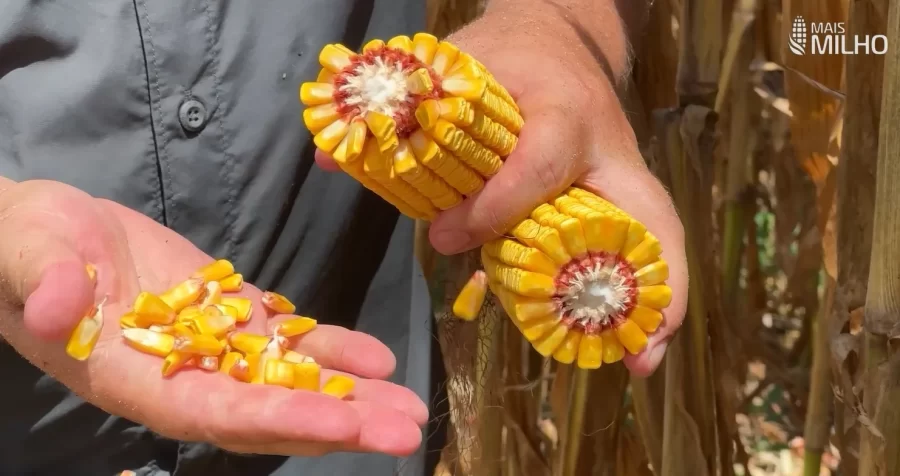 MT:  ATENÇÃO NO CAMPO:   Plantio fora da janela e ataque de lagartas preocupam no milho, alerta Aprosoja Mato Grosso