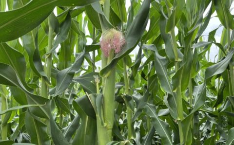 MT:   2024/25:   MT conclui plantio de milho e colheita de soja está na reta final