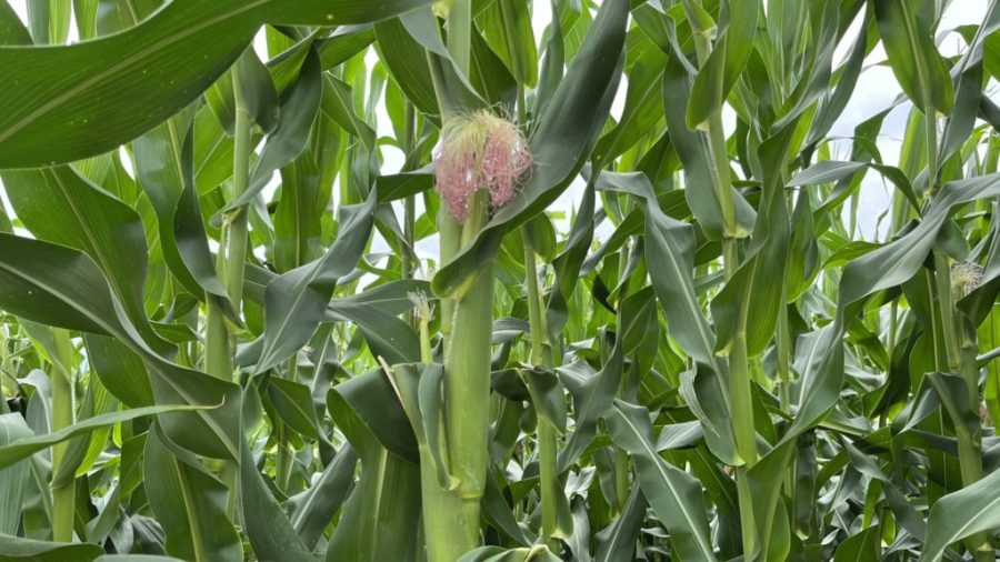 MT:   2024/25:   MT conclui plantio de milho e colheita de soja está na reta final