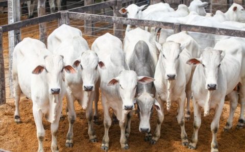 MT:  Mato Grosso bate recorde histórico no abate de bovinos e amplia participação nacional
