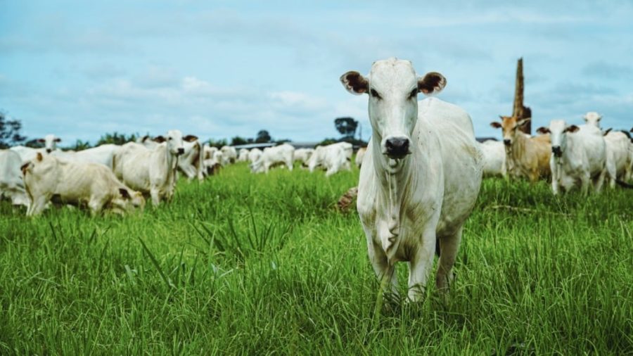 MT:  NOVO ACORDO COMERCIAL:    Abertura do mercado do Marrocos para carne bovina impulsiona exportações de Mato Grosso