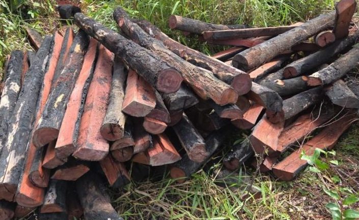 Polícia Civil prende caminhoneiro e apreende carregamento de Pau Brasil ilegal em Confresa