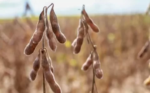 MT:   Decisão do STF reconhece constitucionalidade da lei estadual que protege produtores de Mato Grosso