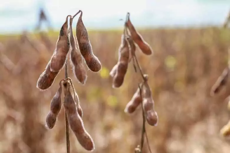 MT:   Decisão do STF reconhece constitucionalidade da lei estadual que protege produtores de Mato Grosso