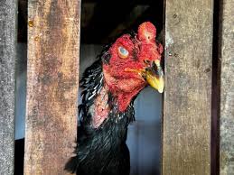 Polícia Civil resgata galos utilizados em rinhas e prende proprietário das aves por maus-tratos