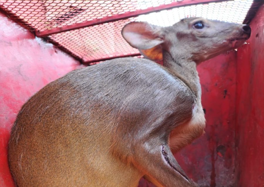 Corpo de Bombeiros resgata veado-campeiro ferido em Campo Verde