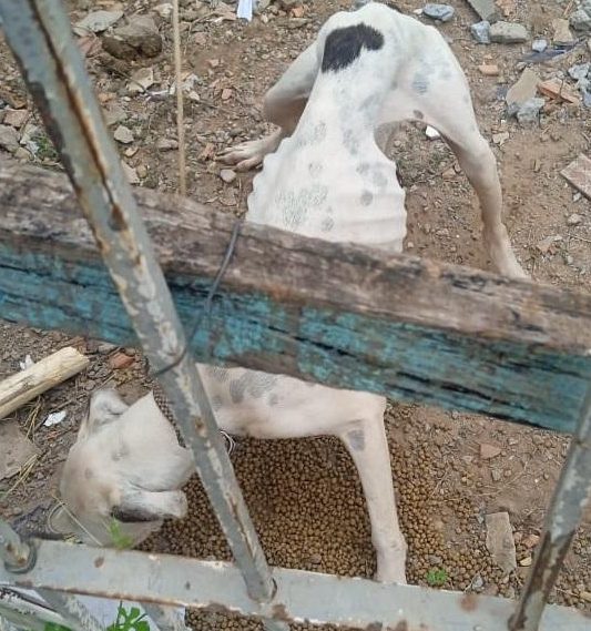 Polícia Civil prende tutor de cães abandonados sem água e comida em Várzea Grande