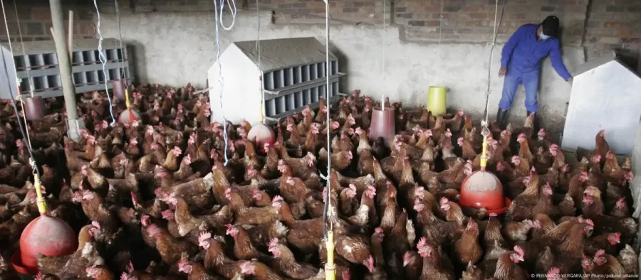 Brasil investiga seis novos casos suspeitos de gripe aviária