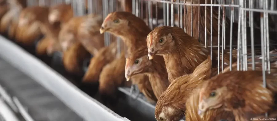 Surto de gripe aviária pode impactar a economia brasileira?