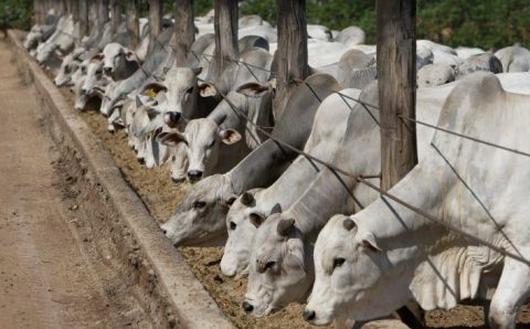 Confinamento de gado: projeções indicam recuperação na rentabilidade nos próximos meses