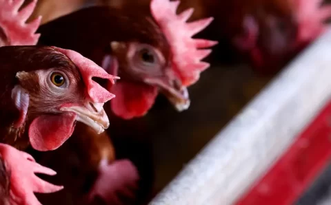 Qual é o risco da gripe aviária para a saúde humana