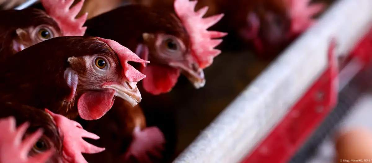 Qual é o risco da gripe aviária para a saúde humana