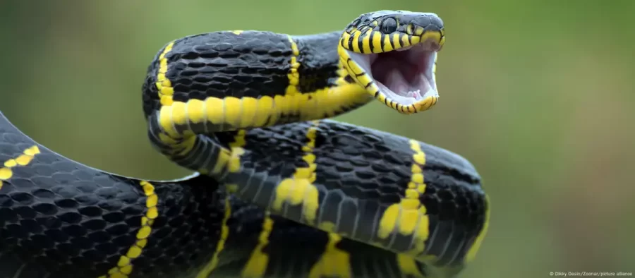 CIÊNCIA:  É possível criar um soro universal para picadas de cobra?