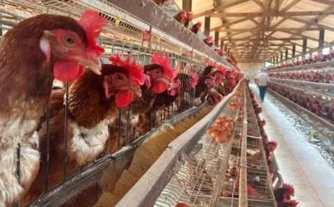 MT:  LIVRE DA DOENÇA:   Indea-MT recomenda intensificação de cuidados sanitários e biossegurança de proteção contra a gripe aviária