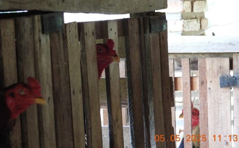 Polícia Civil resgata animais e desarticula rinha de galo em Barra do Bugres