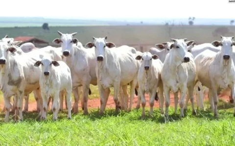 COTAÇÕES DA SEMANA:  Queda da arroba do boi em maio é intensificada pela gripe aviária