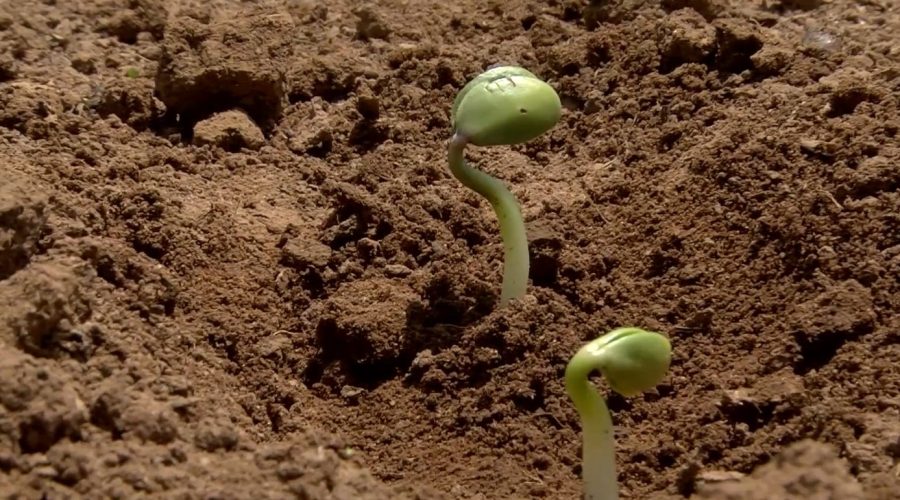 MT:  Custeio da soja 25/26 passa de R$ 4,1 mil por hectare em MT