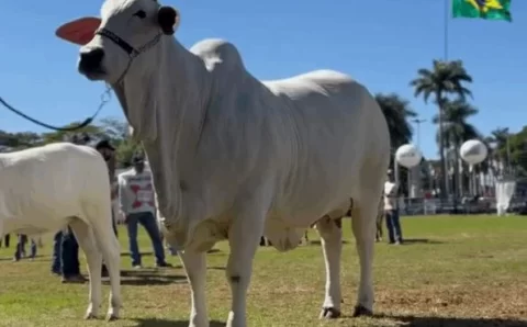 FENÔMENO:   Vaca nelore de R$ 24 milhões é a primeira tetracampeã da ExpoZebu