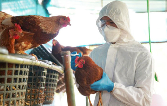 NO INTERIOR DE MT: Saúde confirma 2 casos suspeitos de gripe aviária em humanos