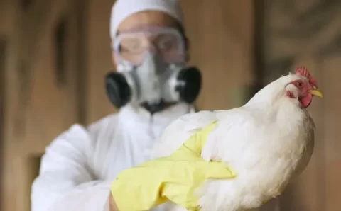 Gripe aviária: qual o risco de doença se espalhar pelo Brasil?