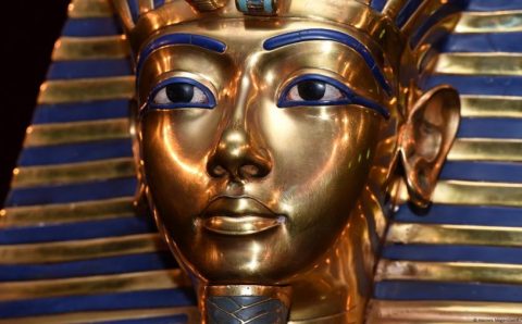 CIÊNCIA:  “Fungo letal do faraó” pode ser arma no combate ao câncer