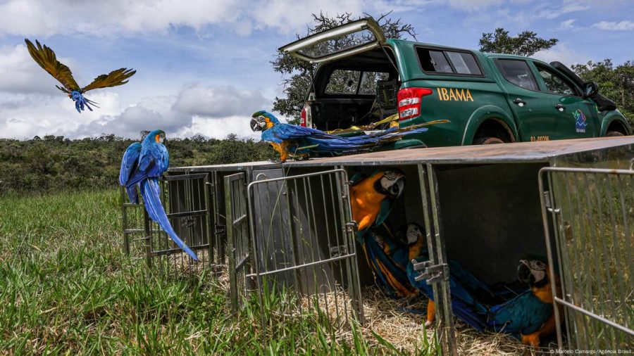 Como a internet conecta jovens ao tráfico de animais