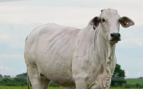 Oferta limitada do boi gordo e procura aquecida mantêm preços da arroba em alta no mercado pecuário