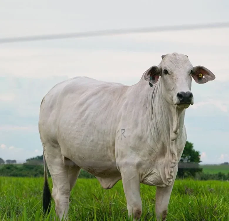 Oferta limitada do boi gordo e procura aquecida mantêm preços da arroba em alta no mercado pecuário