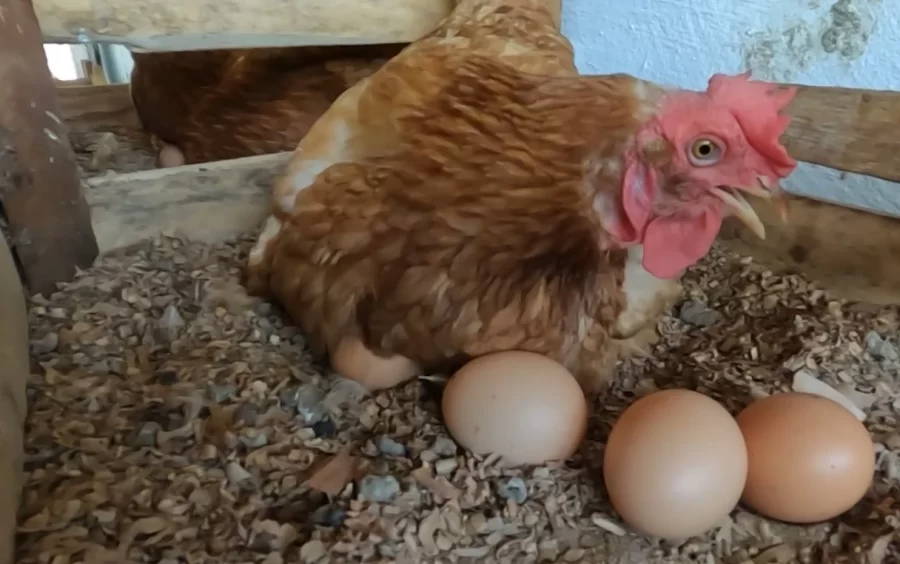 MT:  Gripe aviária: Japão suspende importação de produtos avícolas de Mato Grosso