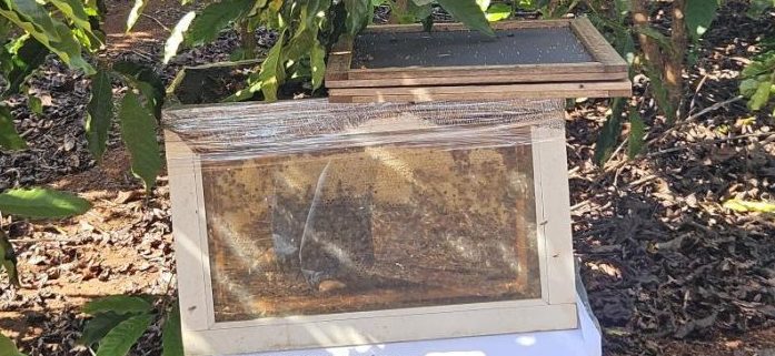 Polinização por abelhas eleva produtividade do café em área experimental da Empaer