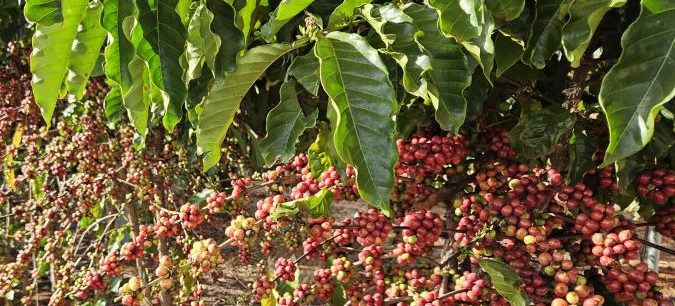 Distribuição de mudas e fomento às novas tecnologias impulsionam a agricultura familiar em MT