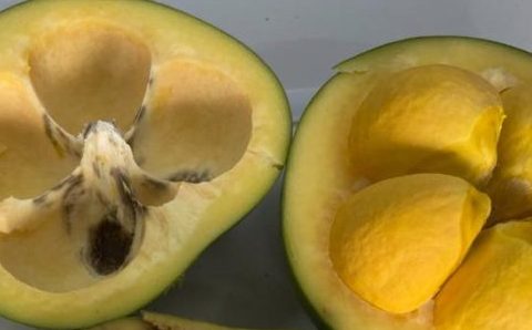 Pesquisadores estudam o potencial do óleo de pequi na cicatrização e regeneração dos tecidos da pele