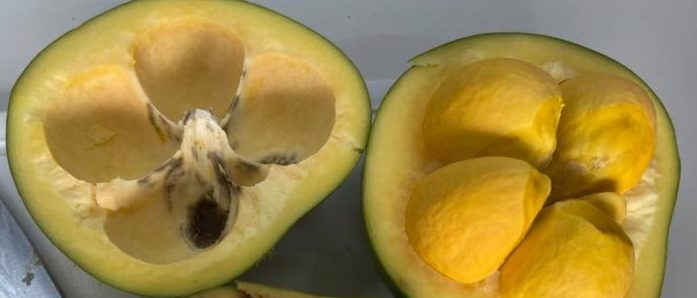 Pesquisadores estudam o potencial do óleo de pequi na cicatrização e regeneração dos tecidos da pele