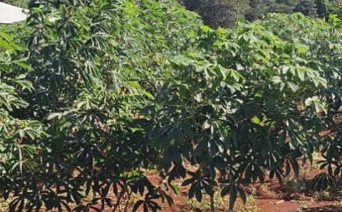 Governo de MT investe em pesquisa com mandioca para fortalecer a agricultura familiar