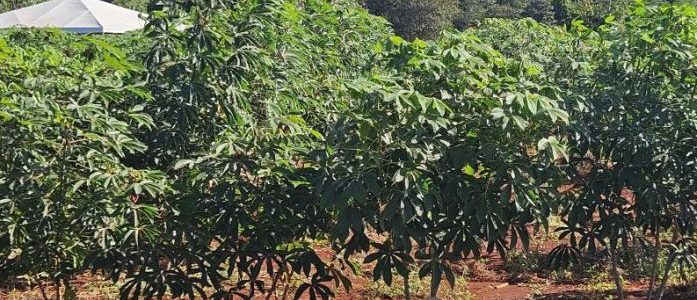 Governo de MT investe em pesquisa com mandioca para fortalecer a agricultura familiar