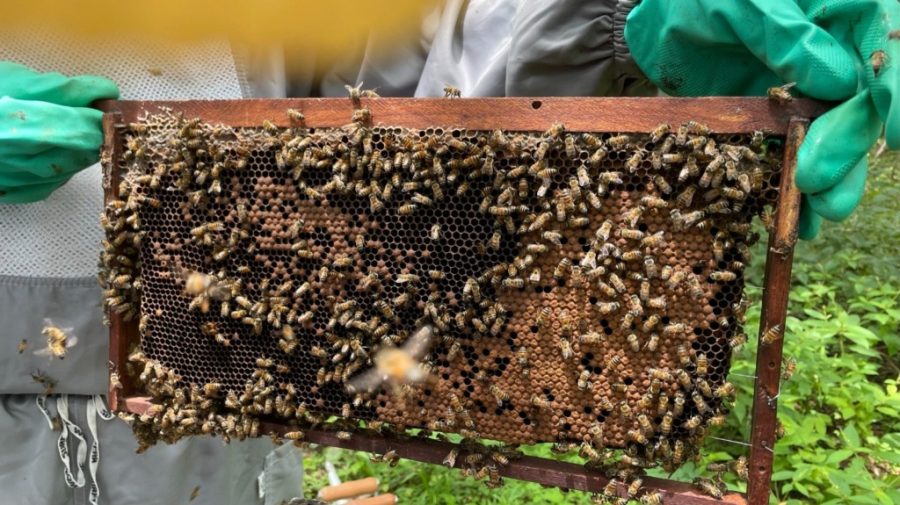 AMEAÇA GLOBAL:   Aumento de 6°C nos termômetros até 2100 pode eliminar colmeias e alimentos, mostra Embrapa