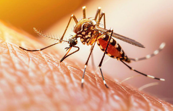 MT:  SAÚDE PÚBLICA:   Malária persiste em Mato Grosso, apesar da redução dos casos