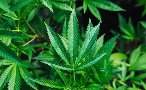 Maconha pode aumentar risco de morte por infarto e derrame, diz estudo