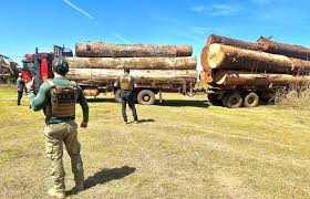 Polícia Civil apreende caminhões carregados com madeira em mais uma fase de operação contra desmatamento em Juína