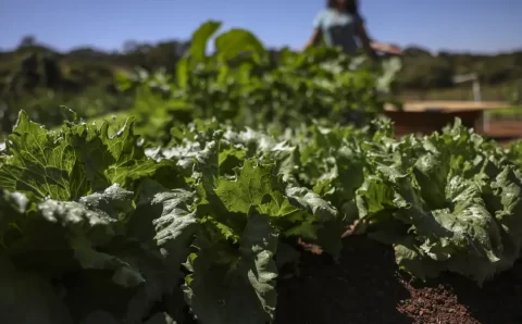 Parceria destina R$ 299 milhões para agricultura familiar na Bahia